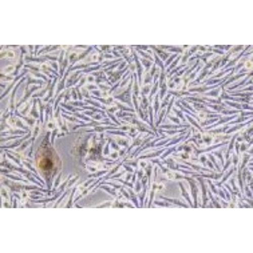 Human Melanoma Cell Line, #MNT1