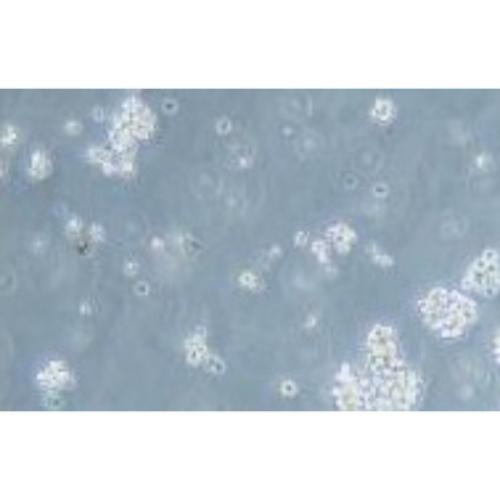 Human Multiple Myeloma Cell Line, #MOLP-8