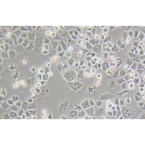 Human Breast Cancer Cell, #MX-1