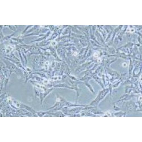 Human Lung Adenocarcinoma Cell Line, #NCI-H1373