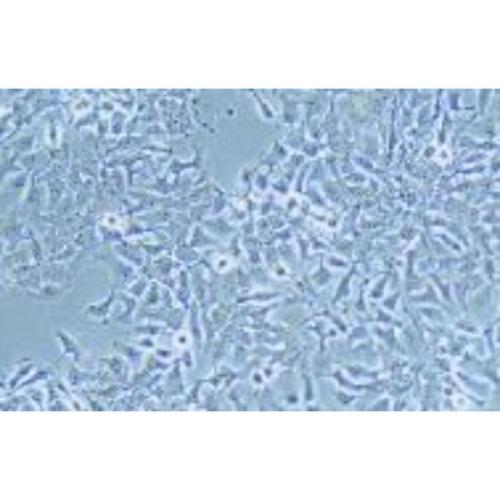 Human Non-Small-Cell Lung Cancer Cell Line, #NCI-H2110
