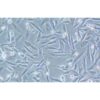Human Glioblastoma Cell Lines, #SF188