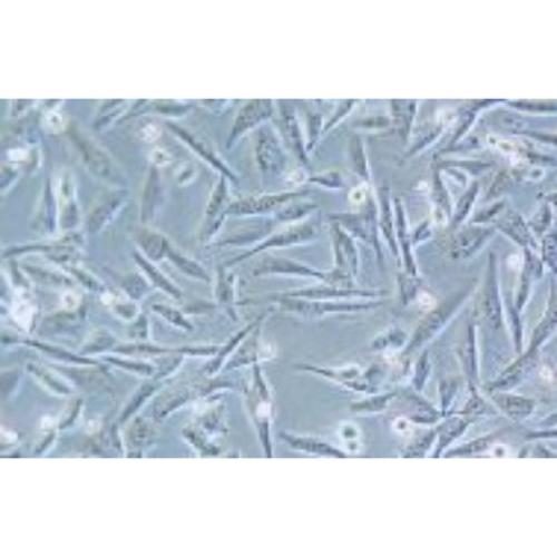 Human Glioblastoma Cell Lines, #SF188