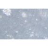 Human Diffuse Large B Lymphoma Cell Line, #TMD8