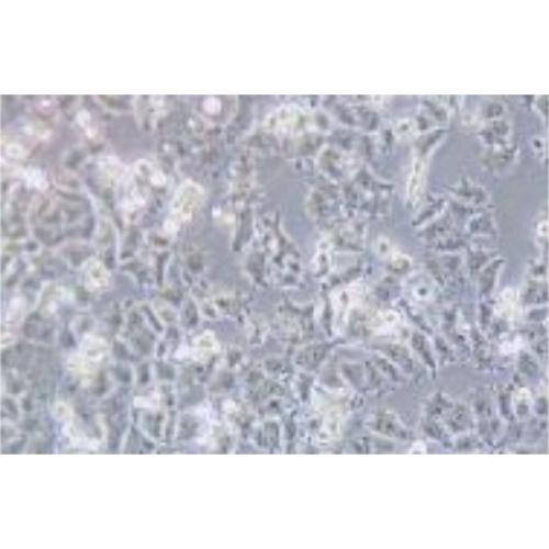 Human Lung Cancer Cell Line, #A-427