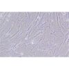 Human Normal Colonic Epithelial Cell Line (Limited Cell Line), #CCD-18CO