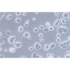 Human Breast Cancer Cell, #EFM-19