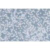 Acute Myeloid (Eosinophilic) Leukemia Cell Line, #EOL-1