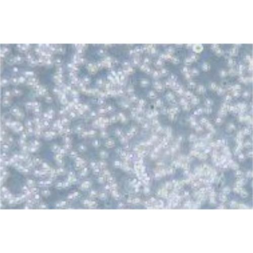 Acute Myeloid (Eosinophilic) Leukemia Cell Line, #EOL-1