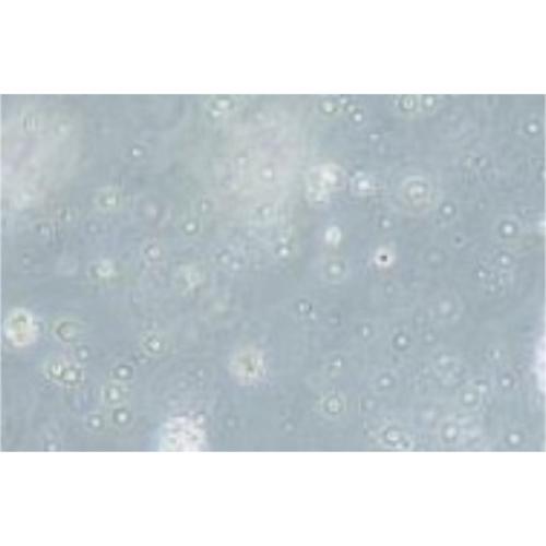 Human B Lymphoma Cell Line, #FARAGE