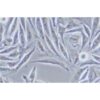 Human Gastrointestinal Stromal Tumor Cell Line, #GIST-T1