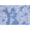 Human Breast Cancer Cell, #HCC1187