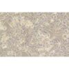 Human Breast Cancer Cell, #HCC1569