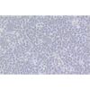 Human Embryonic Kidney Cell Line (HEKC), #LENTI-X293T?