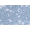 Human Breast Cancer Cell, #KPL-4