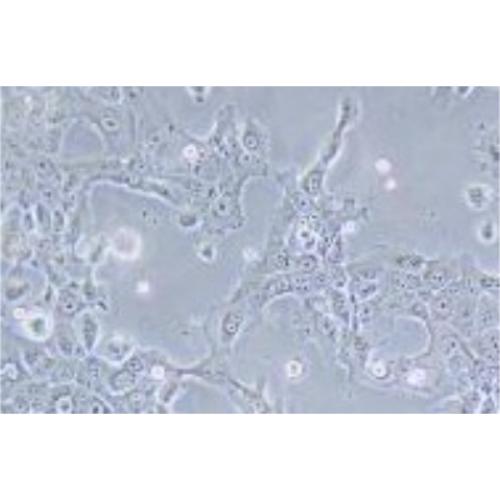 Human Cervical Cancer Cell Line, #HT-3