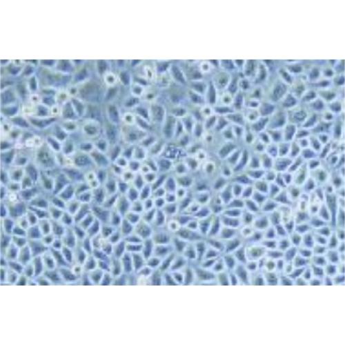 Human Vaginal Epithelial Cell Line, #VK2/E6E7