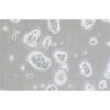 Human Breast Ductal Cancer Cell Line, #SW1573