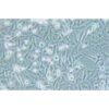 Human Colorectal Cancer Cell Line, #SW1463