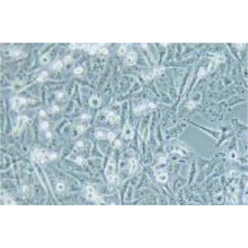 Human Colorectal Cancer Cell Line, #SW1463