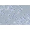 Human Gastric Carcinoma Cell, #SNU-668