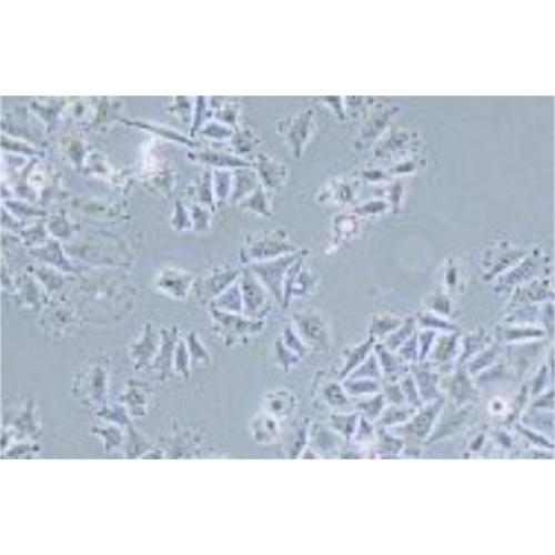 Human Gastric Carcinoma Cell, #SNU-668
