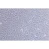 Human Kidney Cancer Cell Line, #SN12C