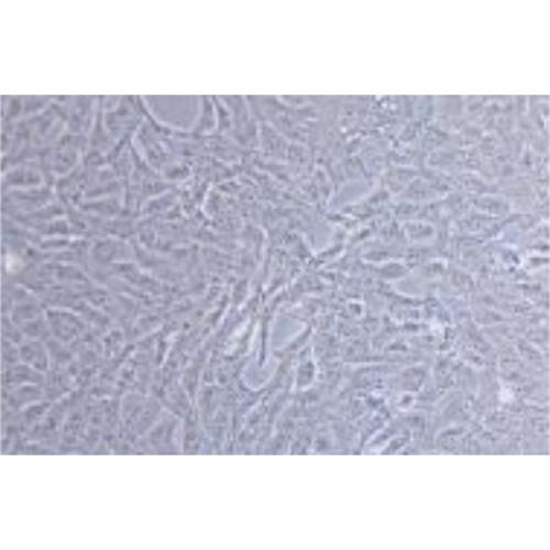 Human Kidney Cancer Cell Line, #SN12C