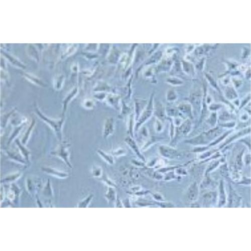 Human Bone Marrow Rhabdomymuscular Cancer Cell Line, #SJCRH30