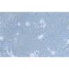 Human Lung Papillary Adenocarcinoma Cell Line, #NCI-H820