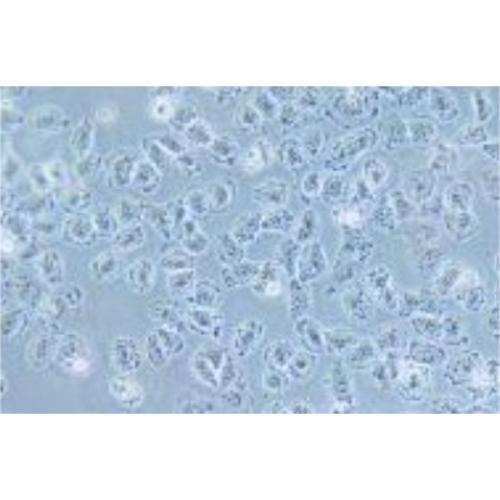 Human Lung Cancer Cell Line, #NCI-H838