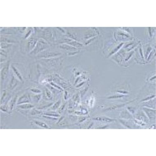 Human Lung Cancer Cell Line, #NCI-H1563