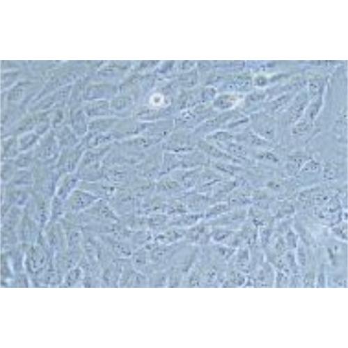 Human Lung Adenocarcinoma Cell Line, #NCI-H1792