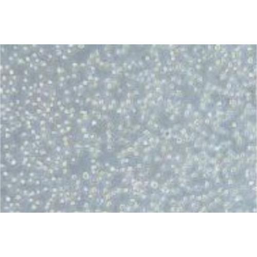 Human Acute Myeloid Leukemia Cell Line, #OCI-AML-2