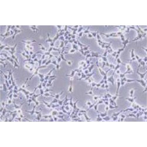 Human Retroviral Packaging Cell Line, #PLAT-E