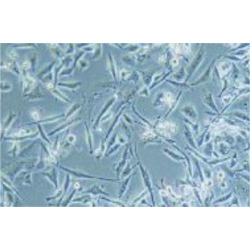 Human Pancreatic Cancer Cell Line, #PSN-1