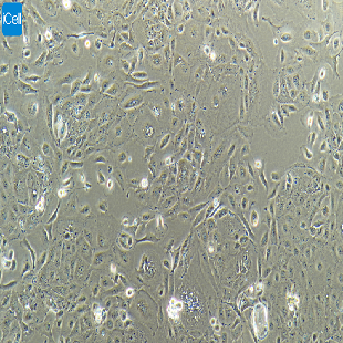 Human Pancreatic Cancer Cell Line, #SW1990