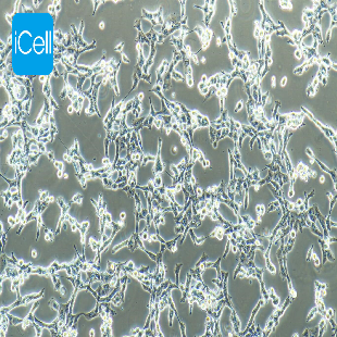 Human Population With Highly Metastatic Lung Cancer Cell Line, #95-D