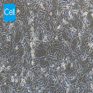 Human Glioblastoma Cell Line, #A172