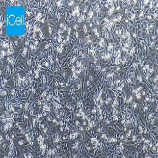 Human Malignant Melanoma Cell Line, #A375