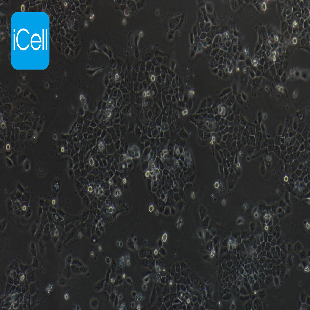Human Epidermal Cancer Cell Line, #A431 (A-431)
