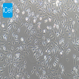 Human Kidney Cancer Cell Line, #A498