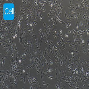 Human Lung Cancer Cell Line, #A549