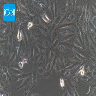 Human Melanoma Cell Line, #A875