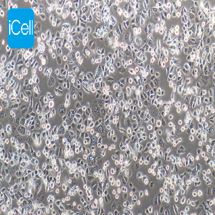 Human Gastric Adenocarcinoma Cell Line, #AGS