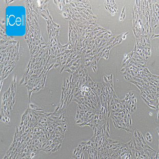 Human Retinal Pigment Epithelial Cell Line, #ARPE-19