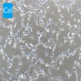 Human Thyroid Cancer Cell Line, #BCPAP