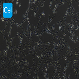 Human Bronchial Epithelial Cell Line, #BEAS-2B