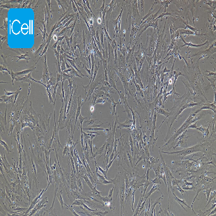 Human Splenic Fibroblast Cell Line, #BJ