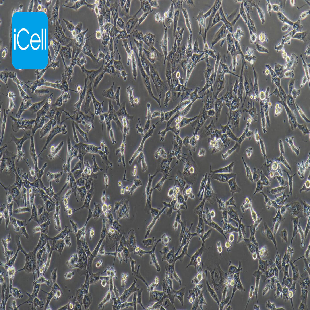 Human Breast Ductal Cancer Cell Line, #BT-549
